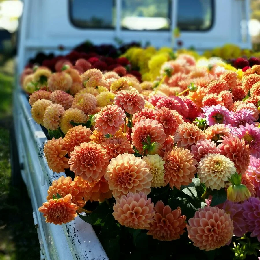 2026 Dahlia Share — FIVEFORK FARMS
